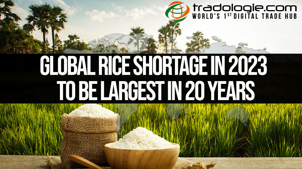 Global Rice Shortage In 2023 To Be Largest In 20 years