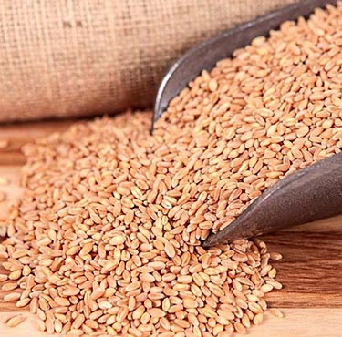 wheat